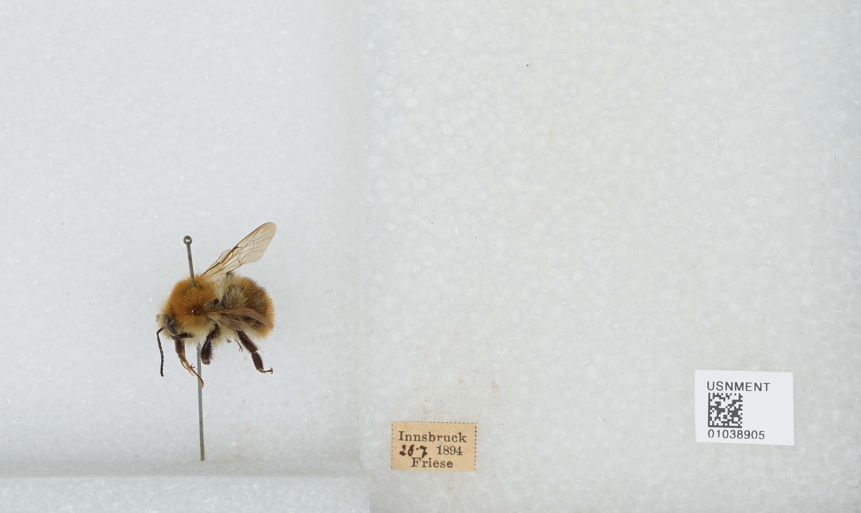 Image of Common carder bumblebee