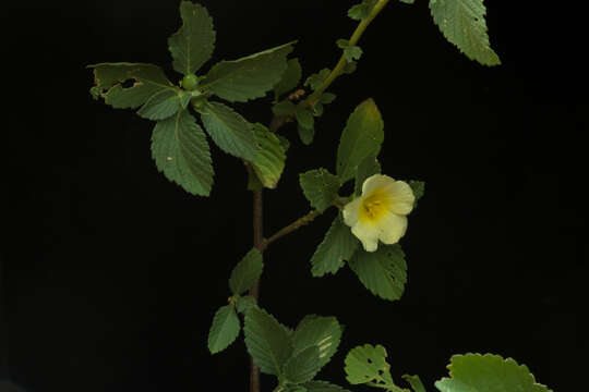 Imagem de Turnera ulmifolia L.