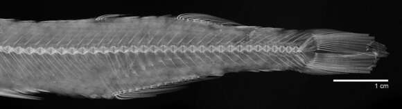 Image de Odontesthes perugiae Evermann & Kendall 1906