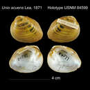 Image of Unio acuens I. Lea 1871