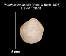 Image of Parathyasira equalis (Verrill & Bush 1898)