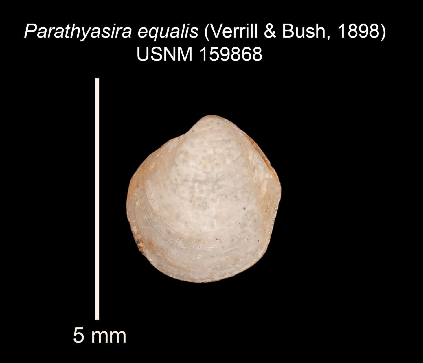 Image of Parathyasira equalis (Verrill & Bush 1898)