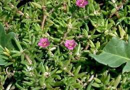 Image of Portulaca L.