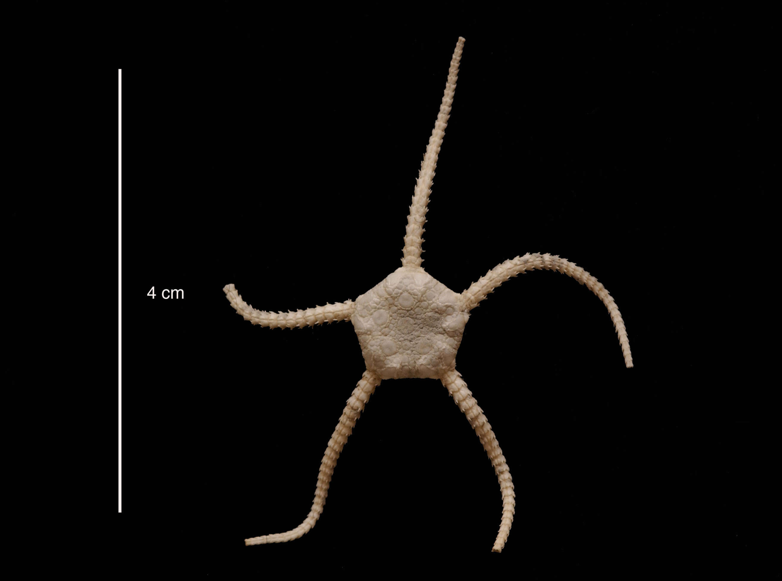 Image of Ophioplinthus grisea Lyman 1878