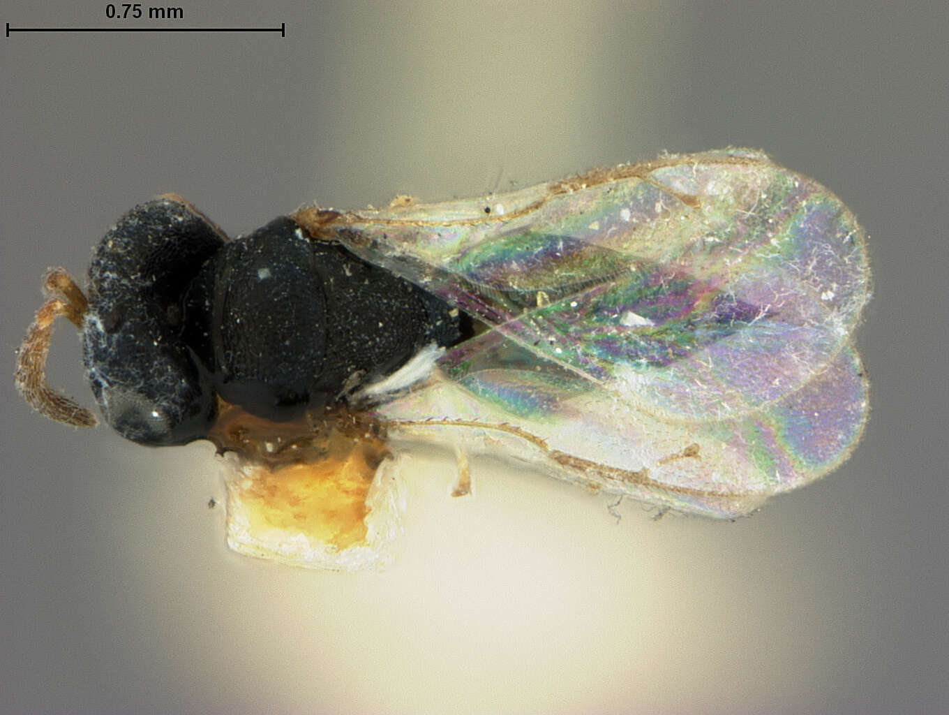 Image of Scymnophagus townsendi Ashmead 1904