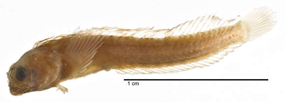 Image of Coralliozetus