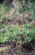 Image of Large-Glume Blue Grass