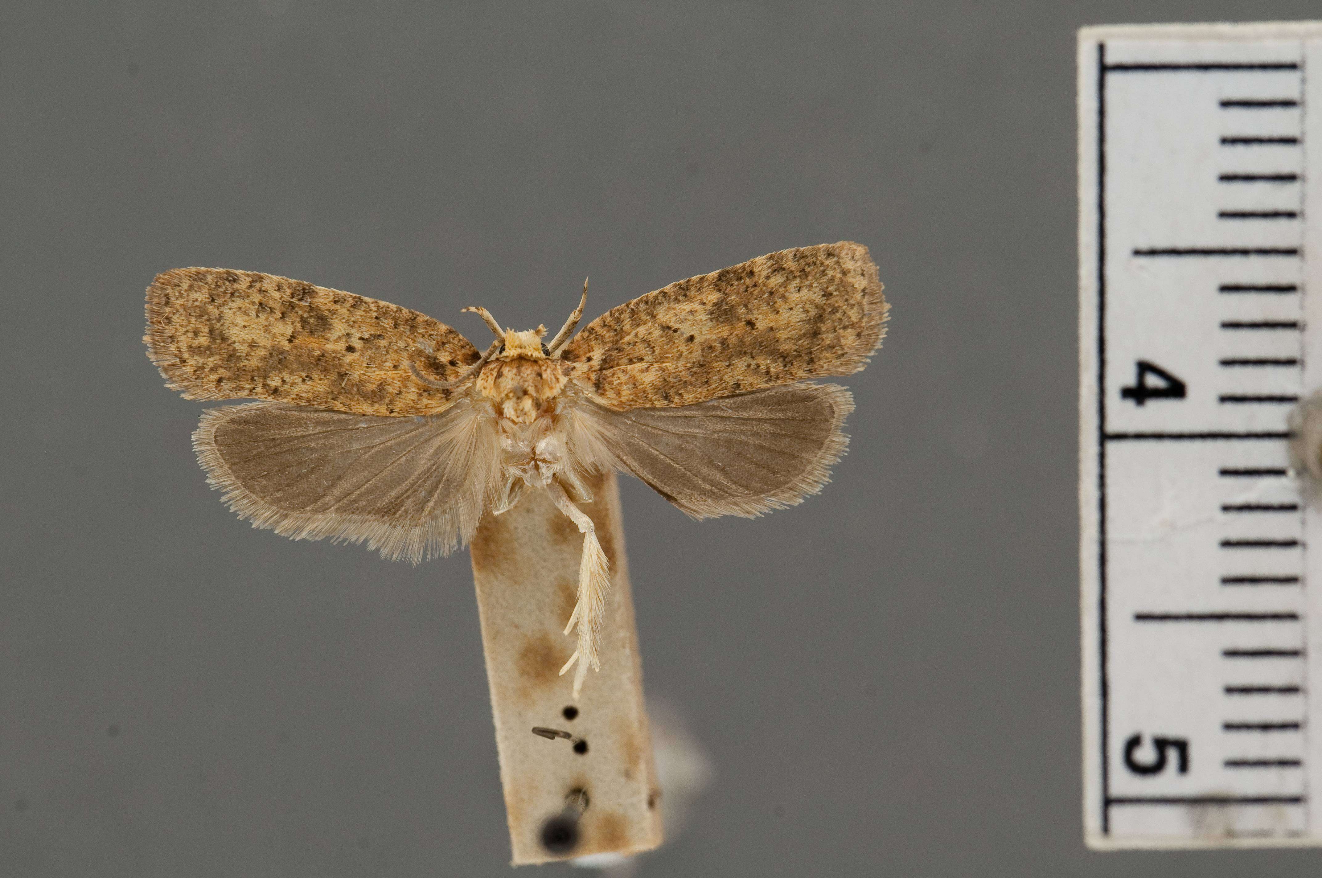 Image of Thelma's Agonopterix