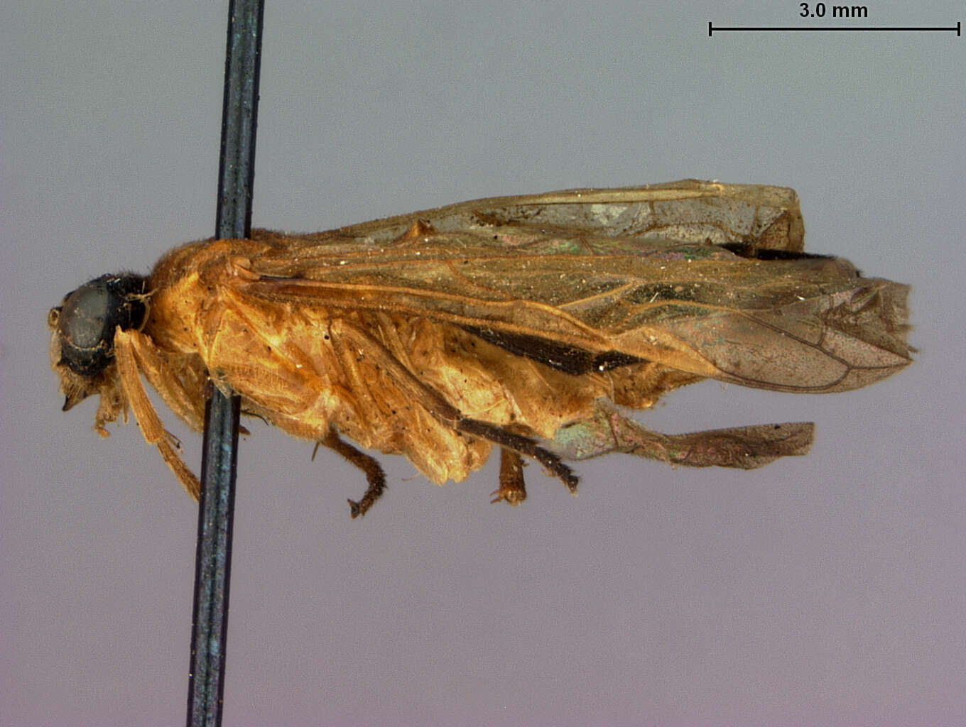 Image of Caloptilia Ashmead 1898