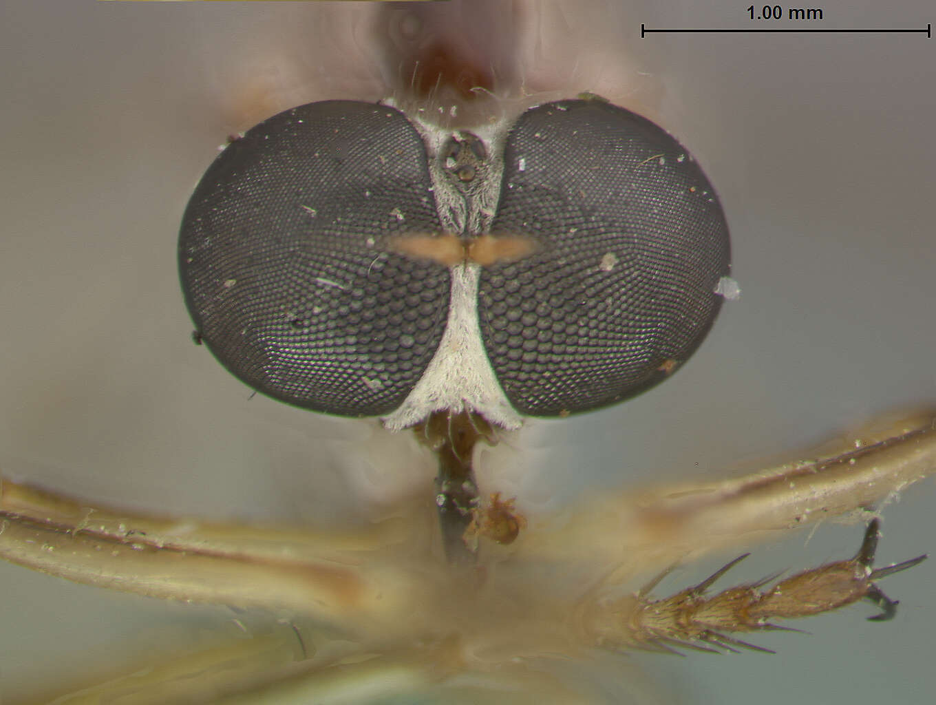 Sivun <i>Leptogaster virgatus</i> kuva