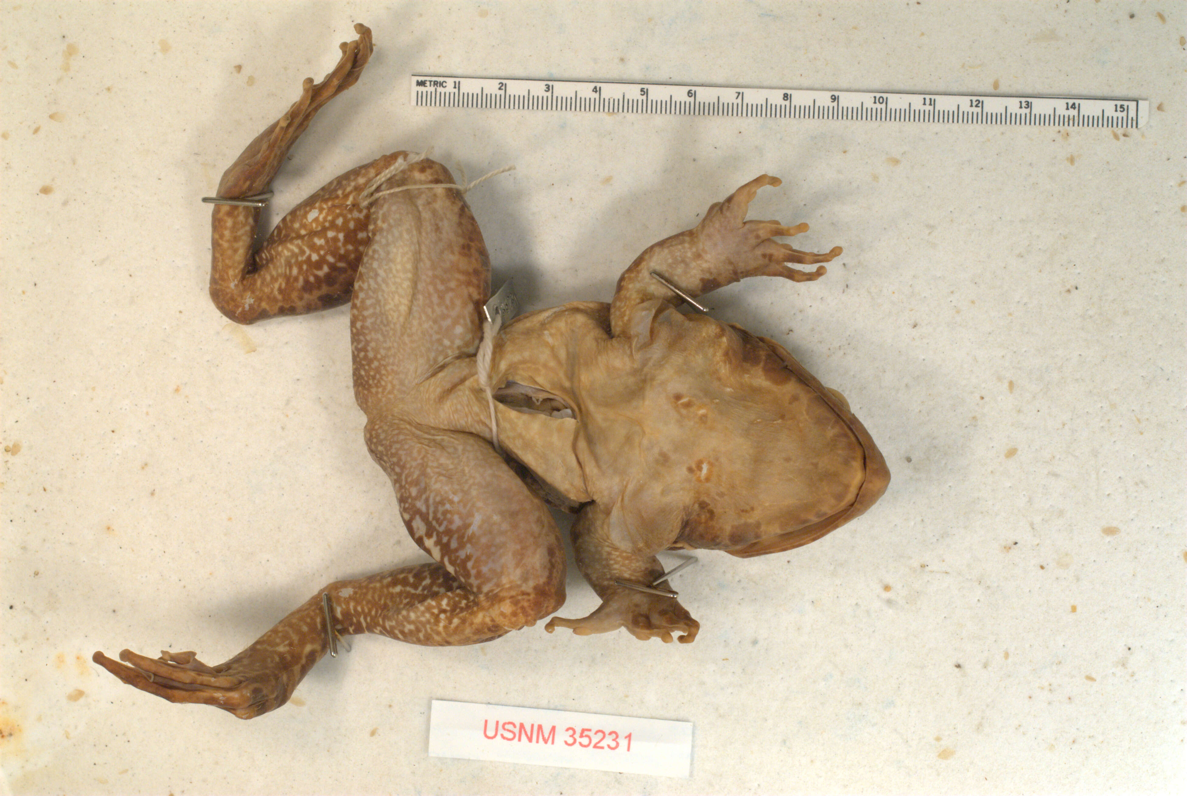 Image of Giant Philippine Frog