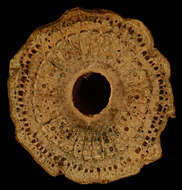 Image of Gnetum camporum (Markgr.) D. W. Stev. & Zanoni