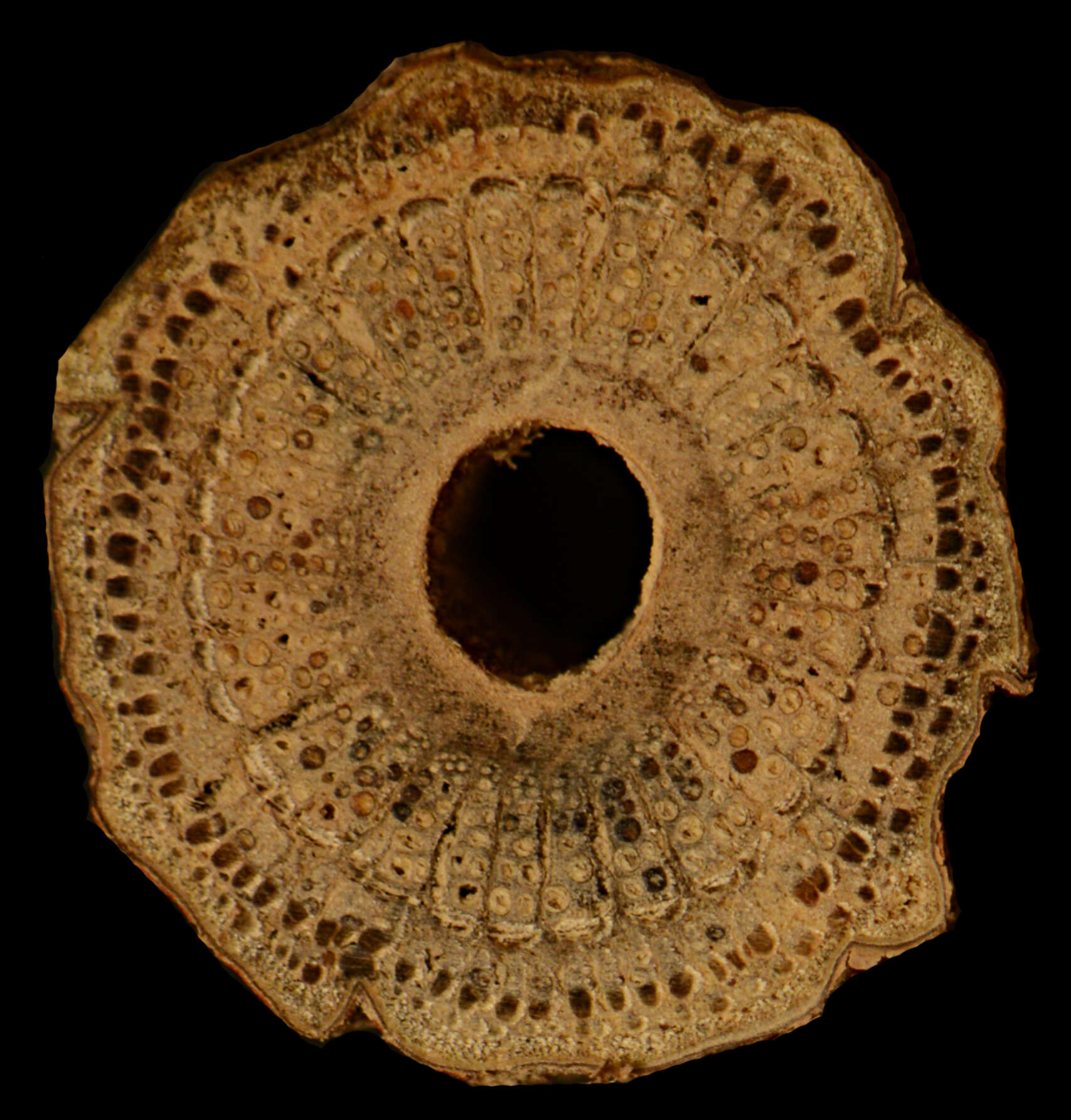 Image of Gnetum camporum (Markgr.) D. W. Stev. & Zanoni