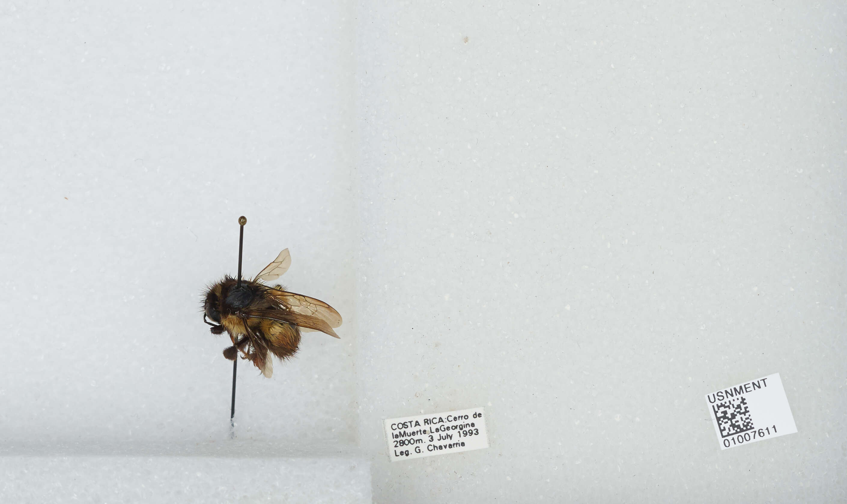 Bombus ephippiatus Say 1837 resmi