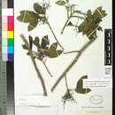 Image de Zanthoxylum martinicense subsp. guairaense Reynel