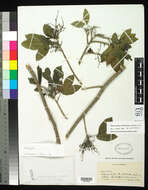 Image of Zanthoxylum martinicense subsp. guairaense Reynel