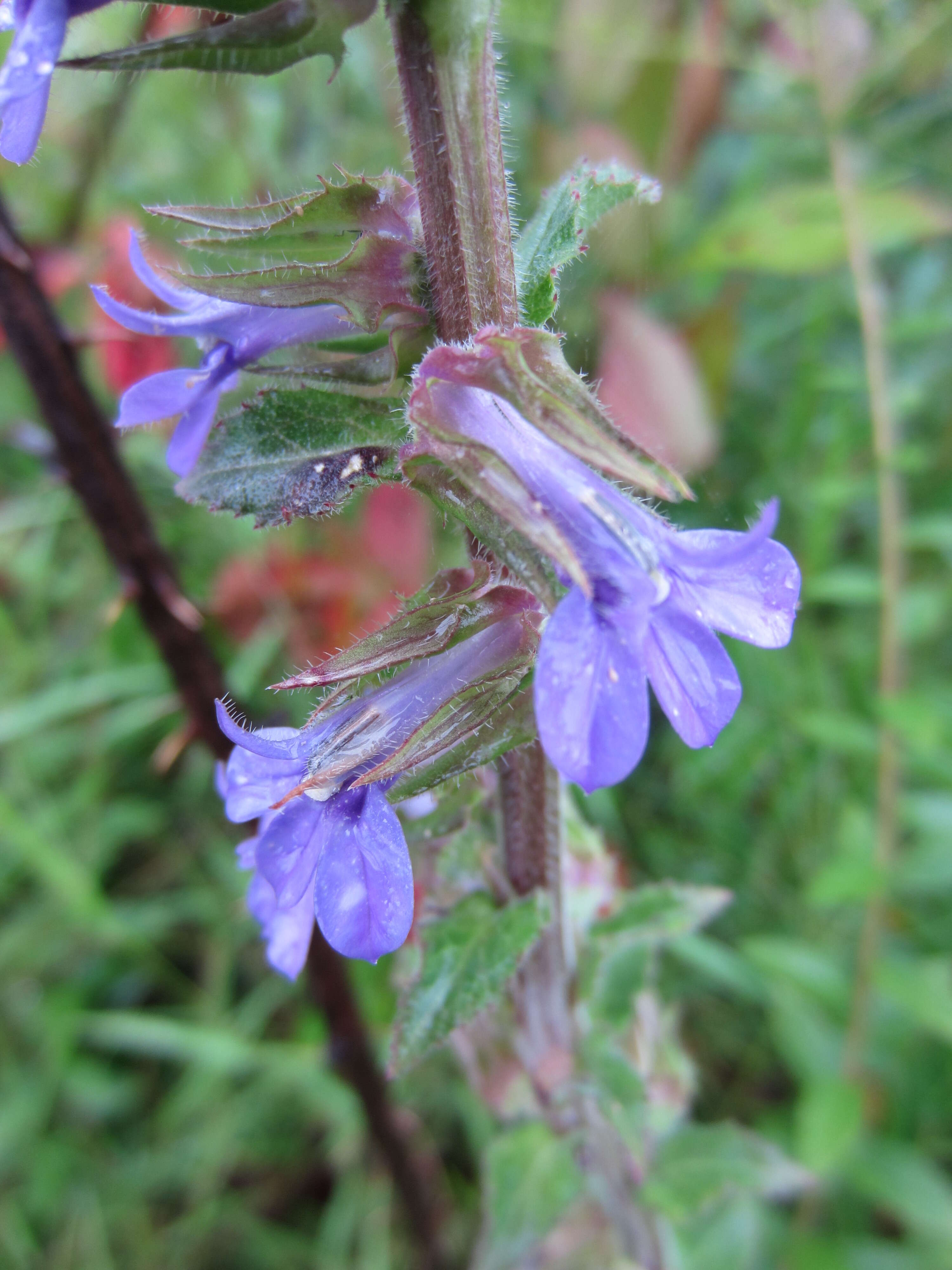 Image de Lobelia puberula Michx.