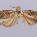 Image de Eucosma coniogramma Clarke 1976