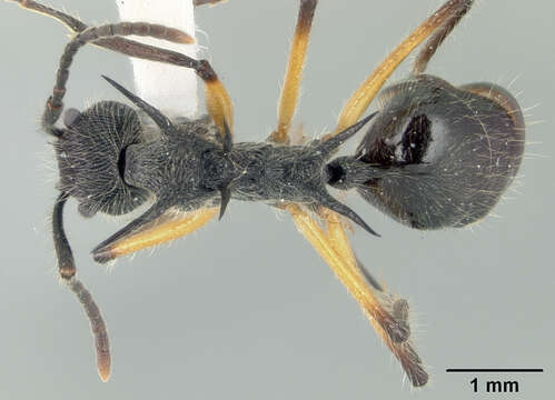 Image of Dolichoderus shattucki MacKay 1993