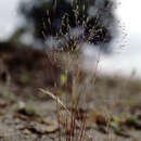 Image of Periballia involucrata (Cav.) Janka