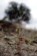 Image de Periballia involucrata (Cav.) Janka