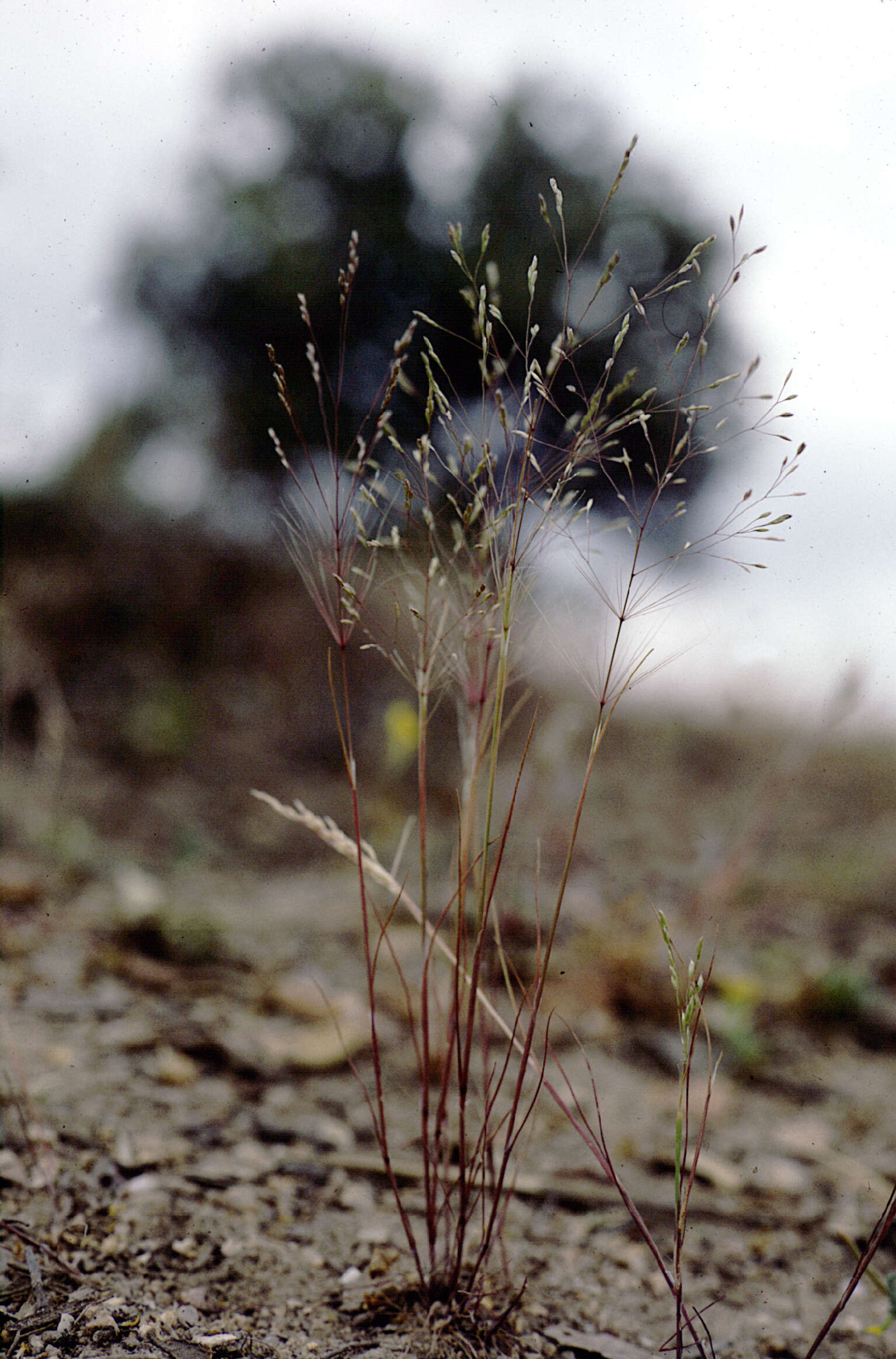 Image de Periballia involucrata (Cav.) Janka