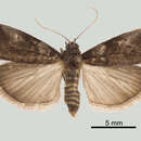 Image of Acrobasis caryivorella Ragonot 1887