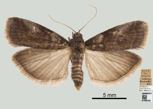 Image of Acrobasis caryivorella Ragonot 1887