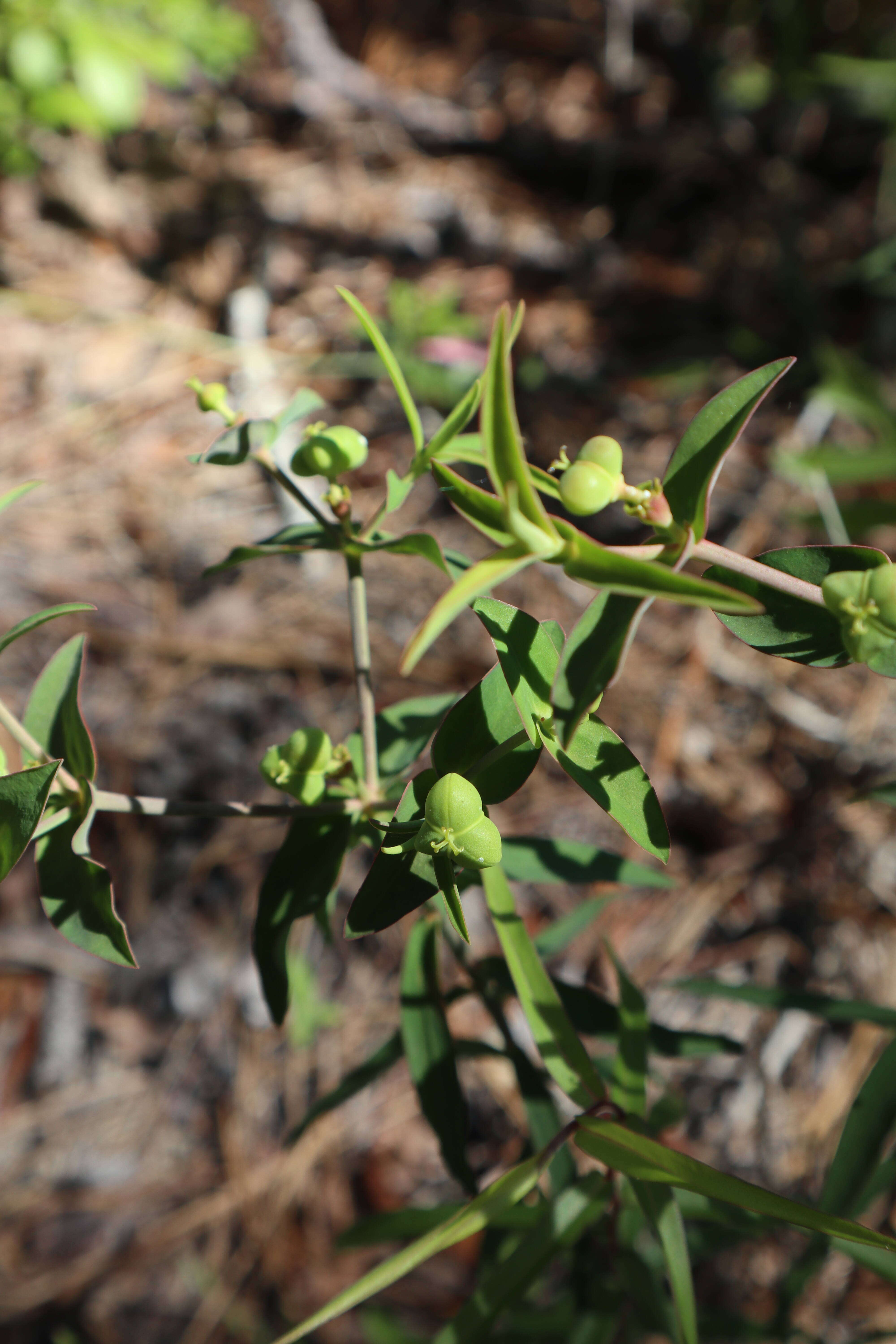 Sivun Euphorbia floridana Chapm. kuva