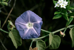 Image of thicket clustervine