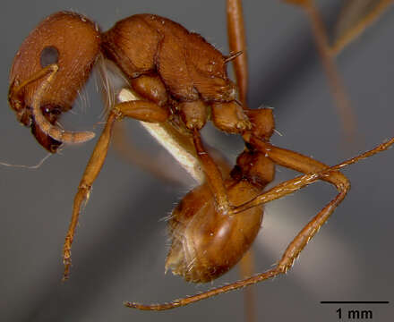 Image of Western Harvester Ant