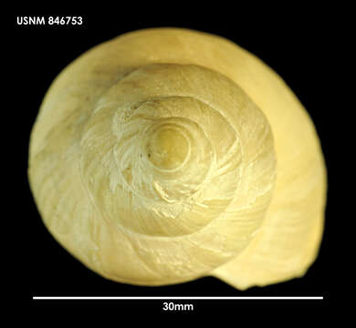 Image of Odontocymbiola pescalia Clench & R. D. Turner 1964