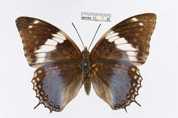 Imagem de Charaxes smaragdalis Butler 1865