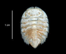 صورة Septemserolis septemcarinata (Miers 1875)