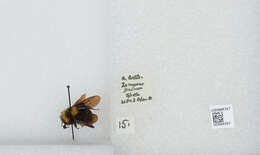 Image de Bombus medius Cresson 1864