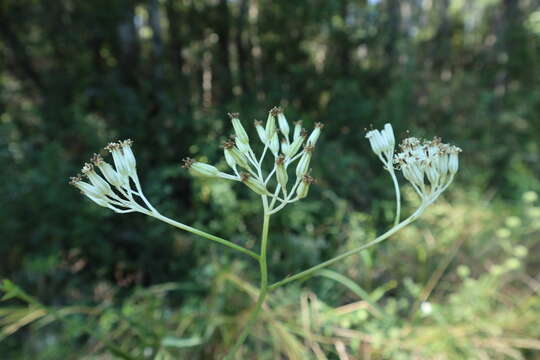 Image of ovateleaf cacalia