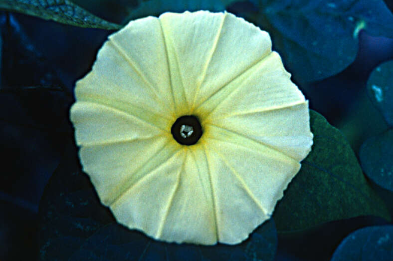 صورة Ipomoea ochracea (Lindl.) G. Don