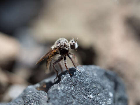 Image of Acnephalomyia Londt 2010