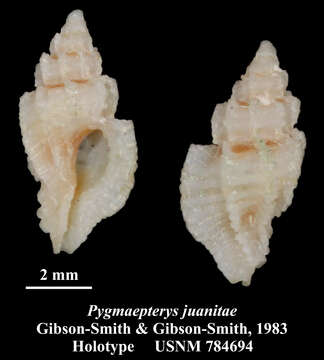 Image of Pygmaepterys juanitae J. Gibson-Smith & W. Gibson-Smith 1983