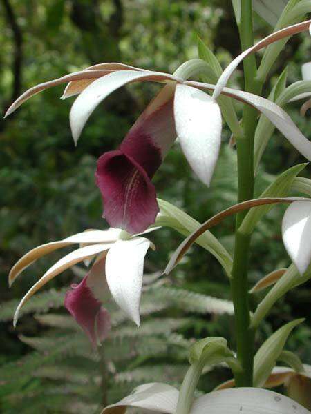 Imagem de <i>Phaius tankervilliae</i>