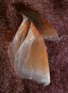 Image of pink scaled squid