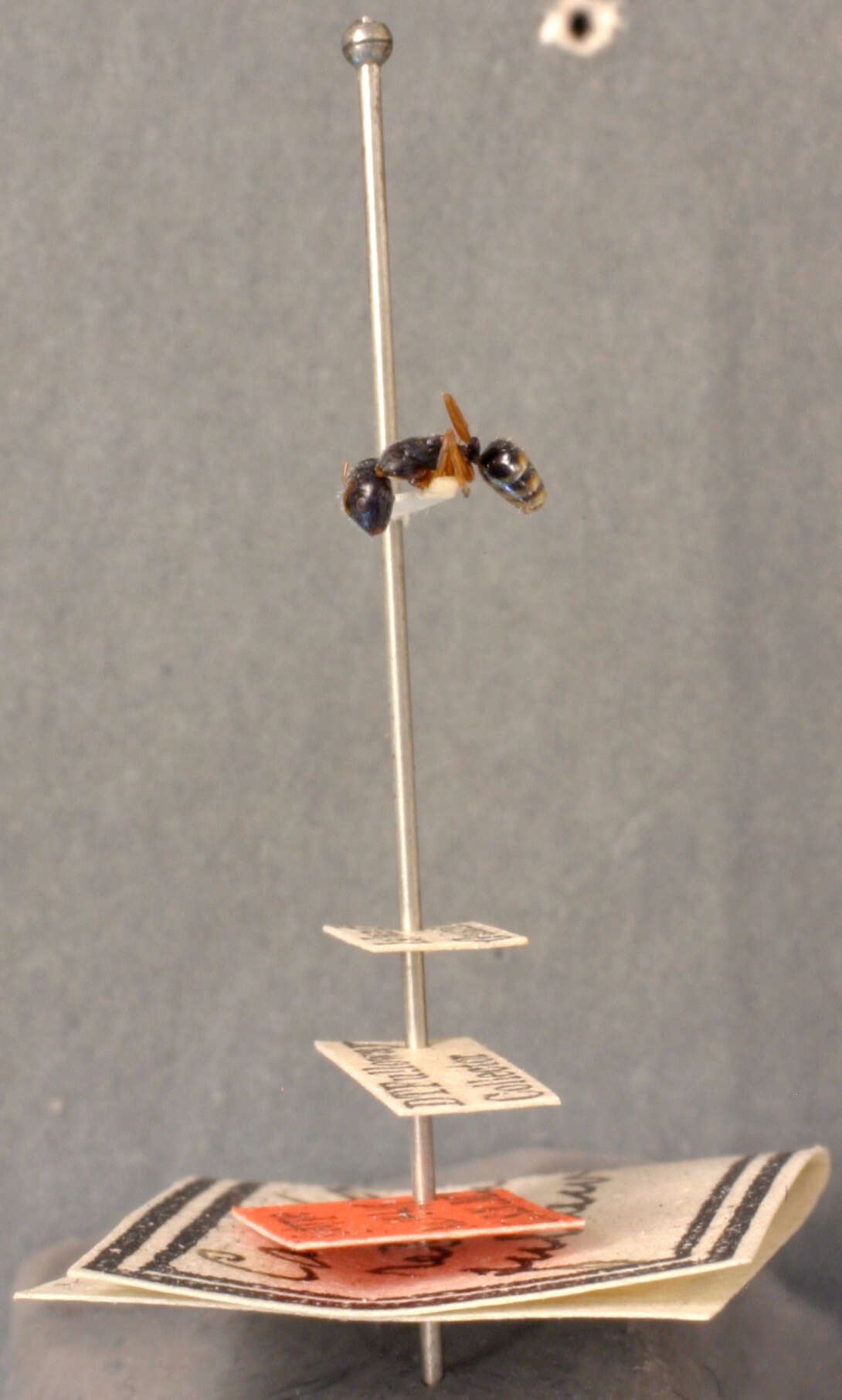 Image of Camponotus reticulatus fullawayi Wheeler 1912