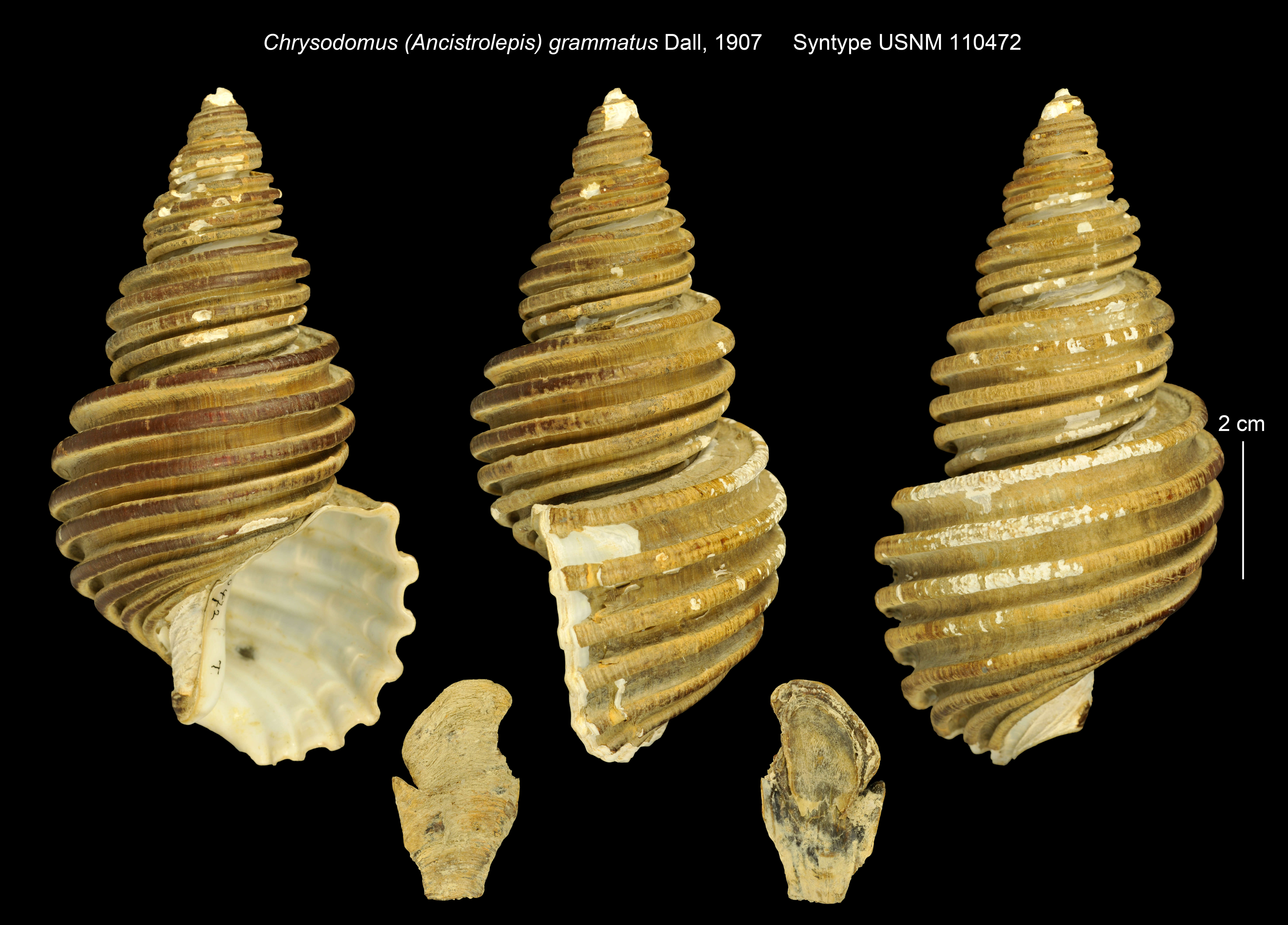 Image of Ancistrolepis grammatus (Dall 1907)