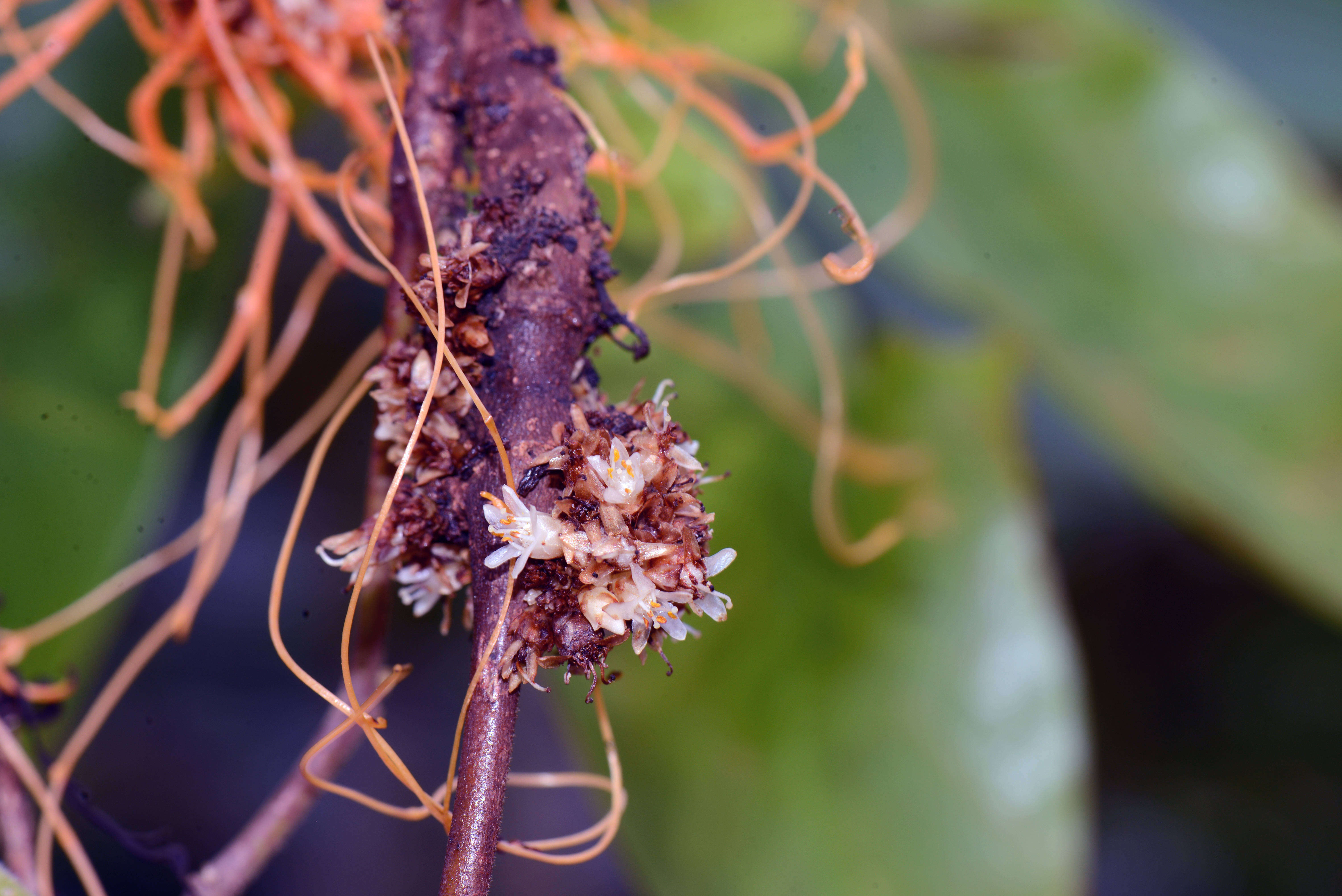 Image of Cuscuta L.