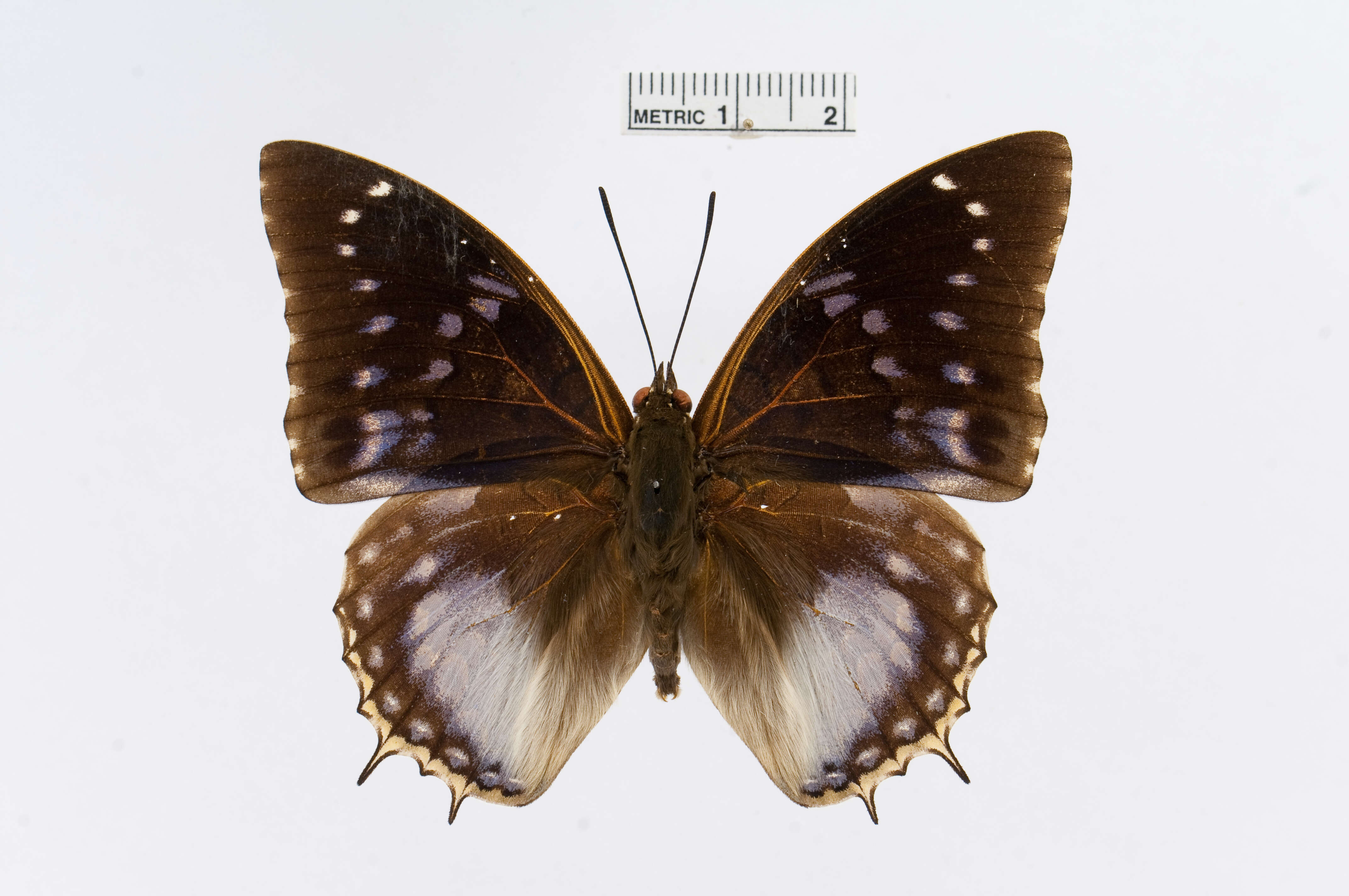 Imagem de Charaxes cithaeron Felder 1859