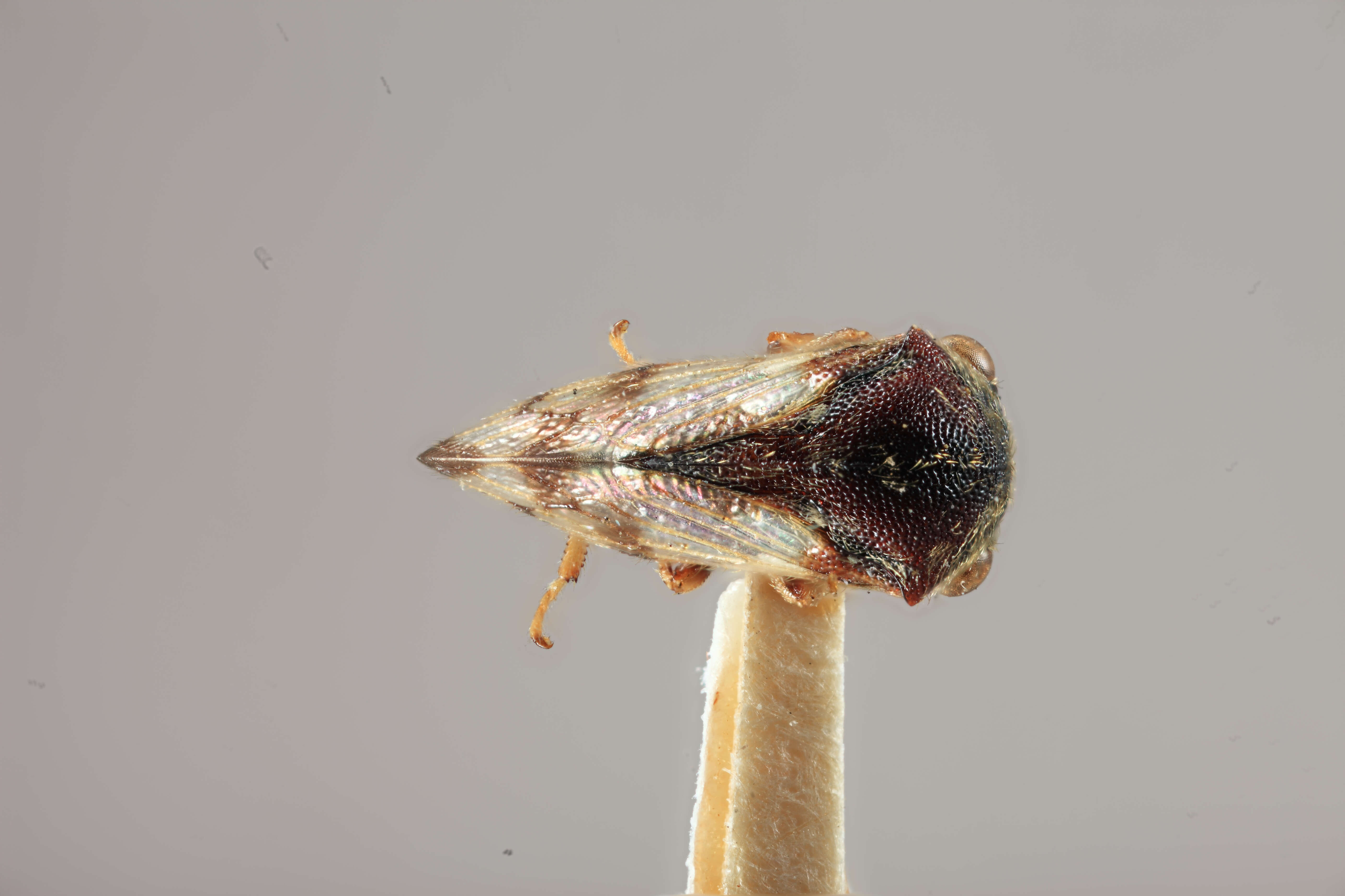 Image of Gargara maculipennis Funkhouser