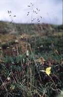 Image of Leiberg's Blue Grass