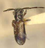 Image of Egesina (Callienispia) minuta (Fisher 1925)