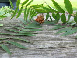 Image de Sumac à bois glabre