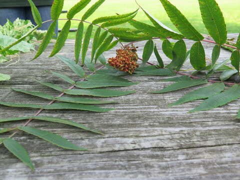 Image of rocky mountain sumac